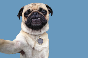 巴哥犬很瘦怎么办