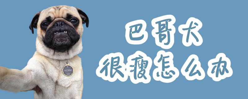 巴哥犬很瘦怎么办