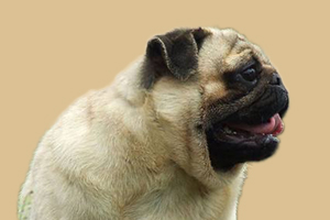 巴哥犬身上体味怎么办