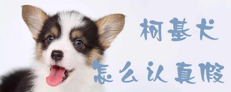 柯基犬怎么认真假1