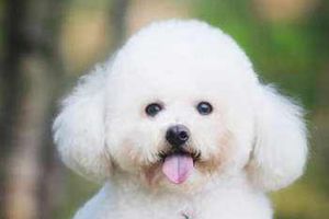 贵宾身上味重怎么办