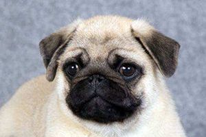 巴哥太瘦了怎么办