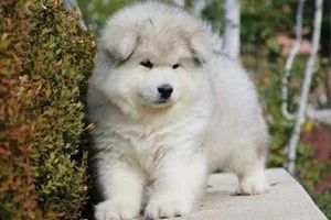 阿拉斯加耳朵什么时候竖起来