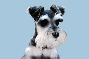 雪纳瑞犬有什么优点