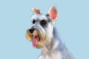 雪纳瑞犬缺点有哪些