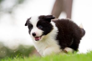 边牧换牙期注意事项有哪些