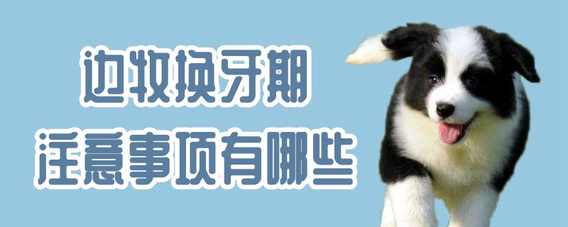 边牧换牙期注意事项有哪些