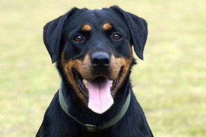 罗威纳发情几天配