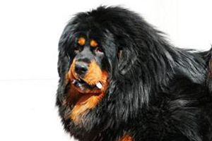 藏獒什么时候配种