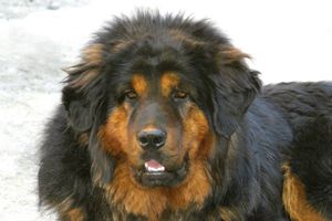 藏獒什么时间配种