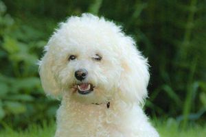 贵宾身上有臭味怎么办