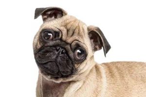 巴哥发情期怎么办