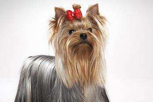 约克夏眼屎怎样清理