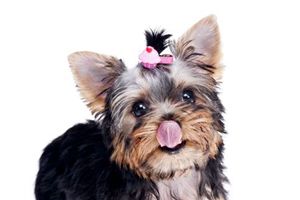 约克夏太瘦了怎么办