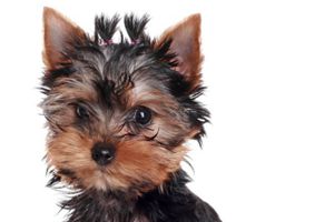 约克夏耳朵不立怎么办