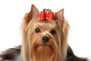 约克夏缺钙的症状有哪些