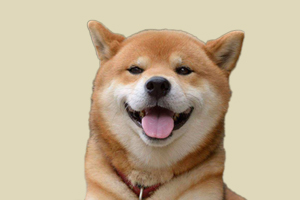 柴犬什么时间喂食