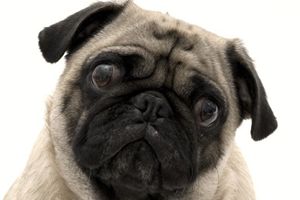 八哥犬为什么哭