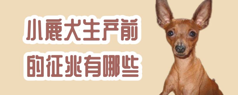 小鹿犬生產前的徵兆有哪些