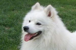 萨摩什么时候发情