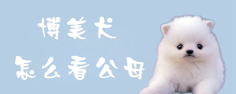 博美犬怎么看公母1