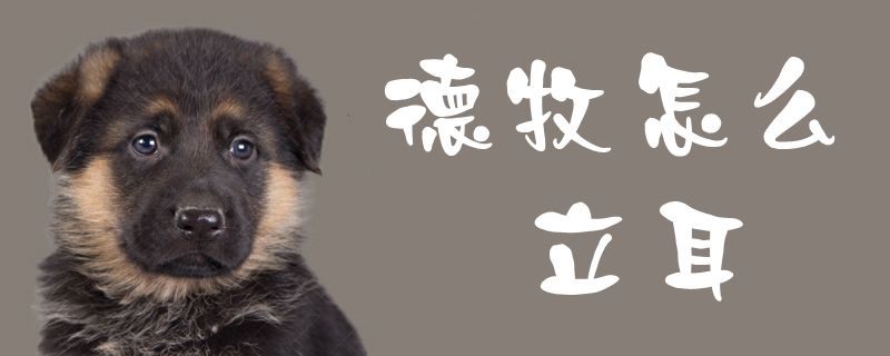 德牧怎么立耳1