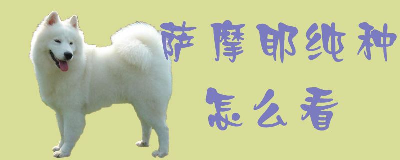 萨摩耶纯种怎么看1