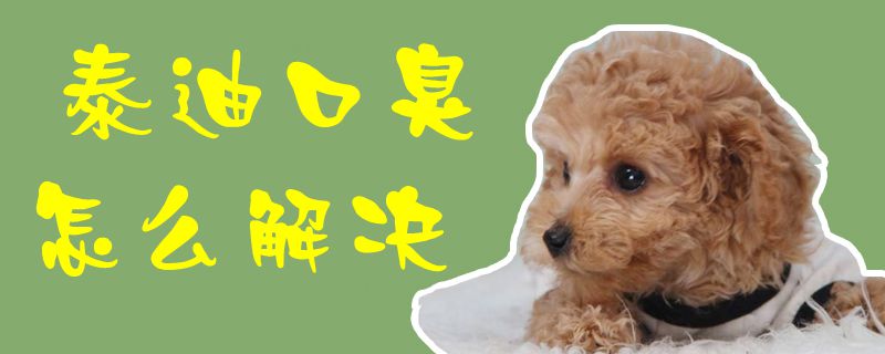 泰迪口臭怎么解决1