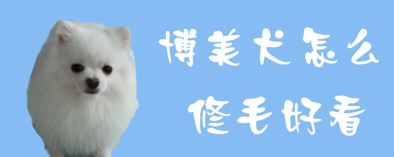 博美犬怎么修毛好看1