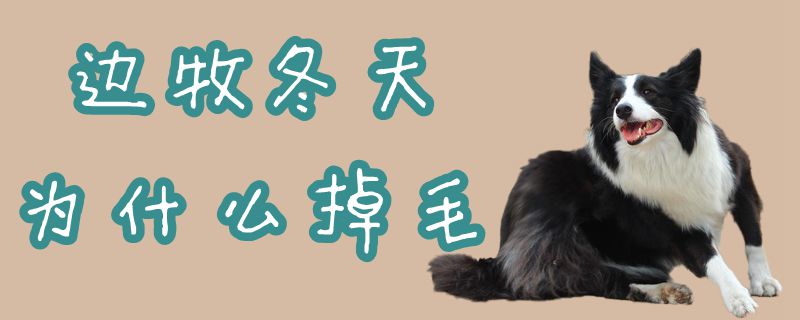 边牧冬天为什么掉毛1
