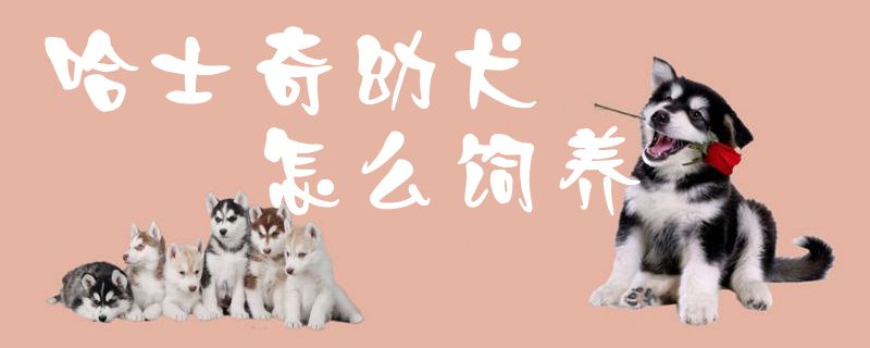 哈士奇幼犬怎么饲养1