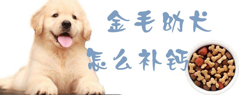 金毛幼犬怎么补钙1