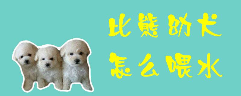 比熊幼犬怎么喂水