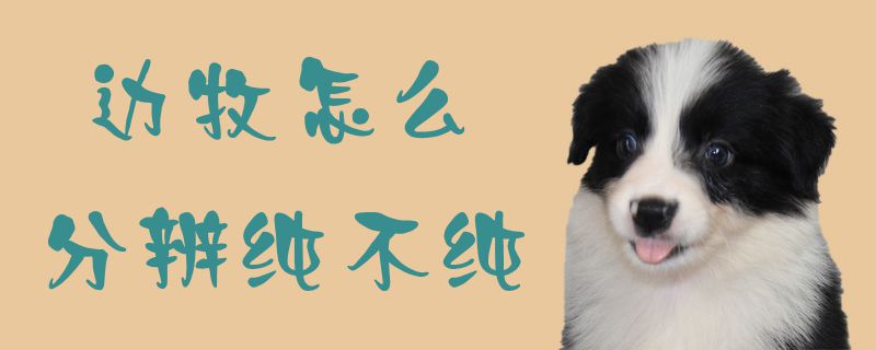 边牧怎么分辨纯不纯1