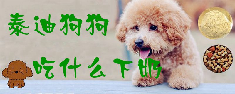 泰迪狗狗吃什麼下奶1