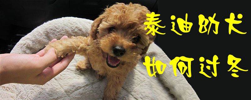 泰迪幼犬如何过冬1