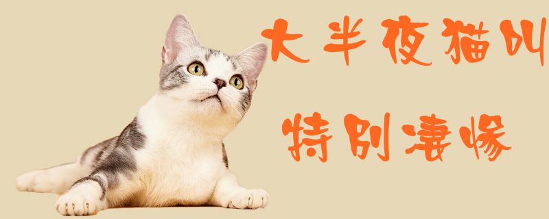 大半夜猫叫特别凄惨