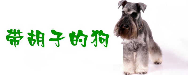带胡子的狗