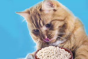 豆腐猫砂可以冲厕所吗