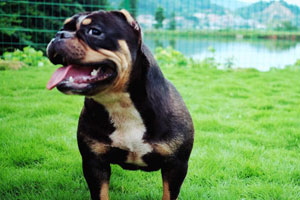 恶霸犬5种体型详解