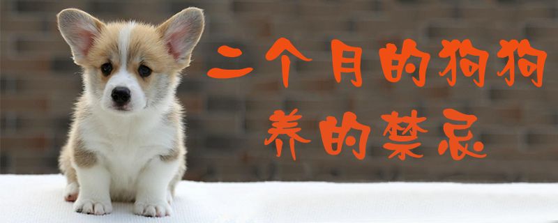 二个月的狗狗养的禁忌-轻博客