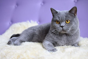 发腮是什么意思 发腮的猫咪更可爱