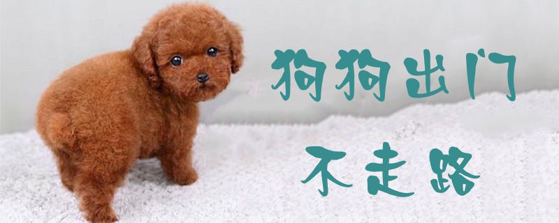 狗狗出门不走路1