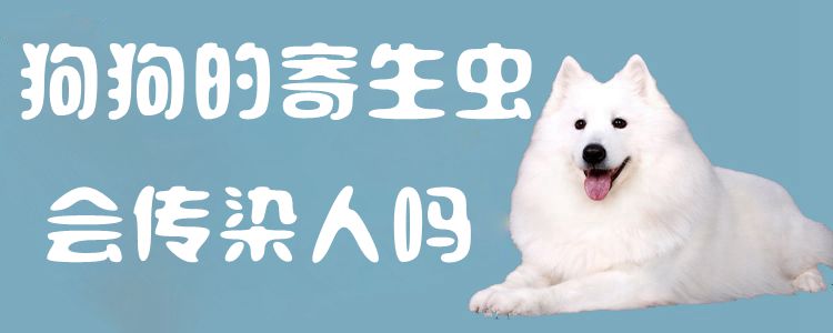 狗狗的寄生虫会传染人吗1