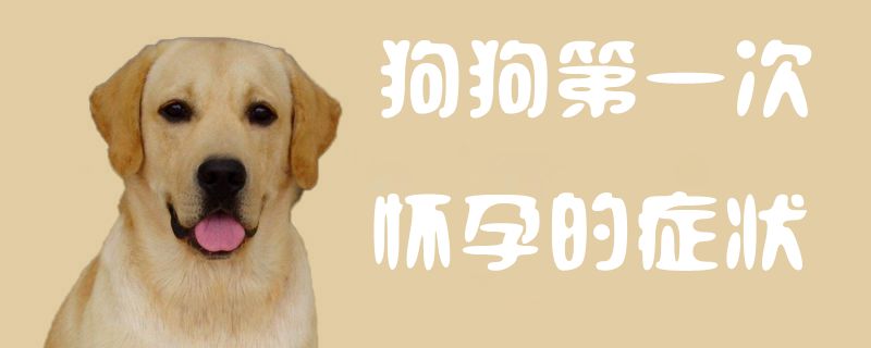 狗狗第一次懷孕的症狀1