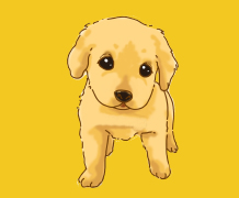 金毛宠物狗能喝牛奶吗？