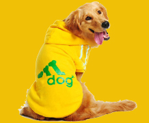 金毛犬如何饲养，金毛犬吃什么才更有营养？