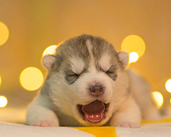 什么是星期狗？如何识别星期狗的症状特征？