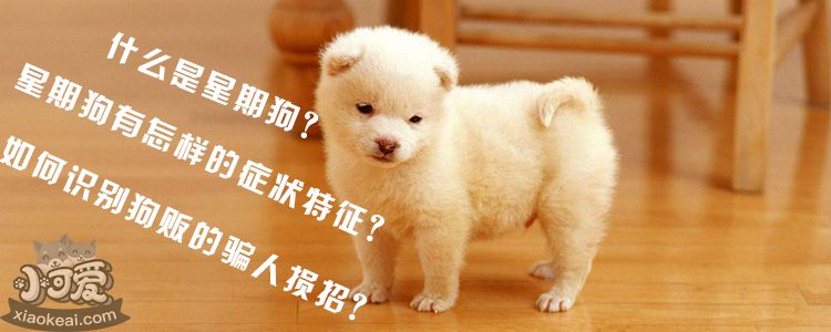 什么是星期狗？星期狗有怎样的症状特征？如何识别狗贩的