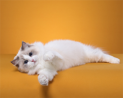 如何饲养布偶猫，让它更健康的成长